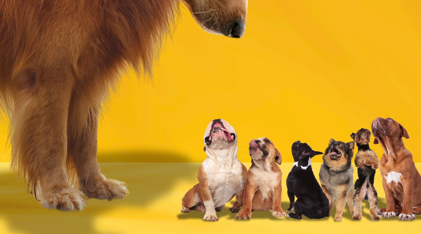 Group of small dogs of various breeds standing in front of a large dog's paw on a yellow background